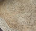 dendrochronology, detail